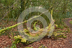 Mysterious fallen tree covered in vibrant green moss deep in an enchanted forest photo