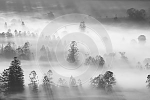 Early morning long shadow of trees in fog