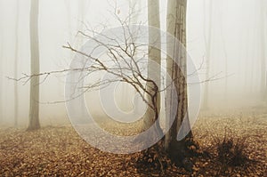 Mysterious foggy forest in autumn