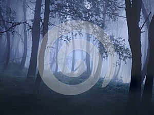 Mysterious foggy forest