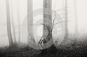 Mysterious foggy forest with old trees