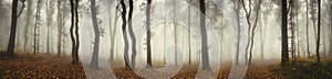Mysterious foggy forest panorama landscape photo