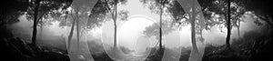 Mysterious Foggy Forest Path with Trees in Black and White photo