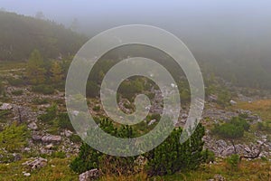 Mysterious foggy landscape of Vrsic Pass. Small stones and little pine trees and bushes. Concept of landscape and nature
