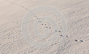 Mysterious footprints in untouched snow