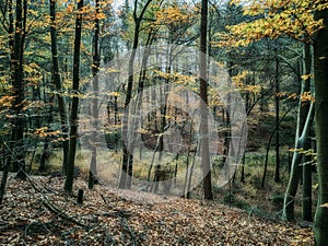 Mysterious forest in autumn garb.