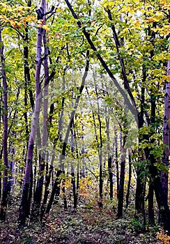 Mysterious forest.Autumn time.Beautiful time on the year. photo