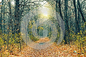 Mysterious forest in the evening after rain. Picturesque autumn nature. Goodbye autumn. Cold November landscape.