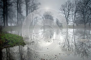 Mysterious forest at foggy morning