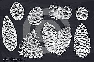 Mysterious forest hand drawn vector illustrations collection. Chalk pine cones.