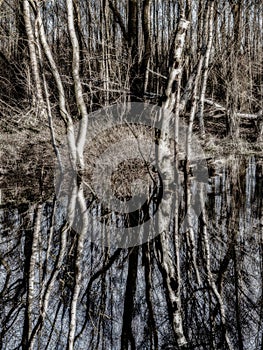 Mysterious forest with reflection in water