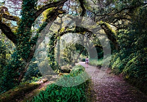 The mysterious forest of Sintra. Lisbon. Portugal.