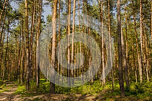 Mysterious forest trees in sunlight