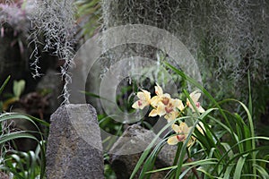 Mysterious garden with stones, lianas and orchids