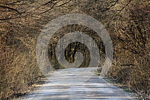 Mysterious gravel forest road covered by a canopy of dense growing trees without leaves on branches from all sides