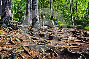 Mysterious green forest, huge tree roots interweave on the ground photo