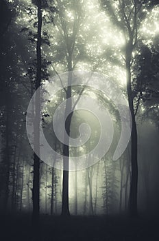 Mysterious Halloween eerie forest with fog