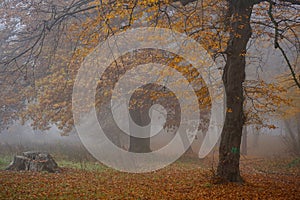 Mysterious Hoia Forest on a foggy autumn day