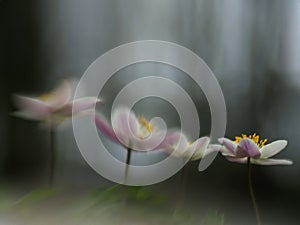 Mysterious image of anemones in a forest setting in soft tones