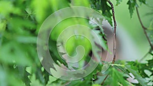 Mysterious image of the bride against the background of green foliage