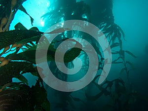Mysterious Kelp Forest
