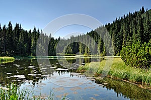 Mysterious lake among fir trees