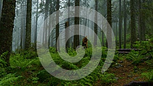 Mysterious landscape of foggy forest after rain