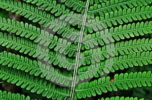 Mysterious leaves of a fern in the forest