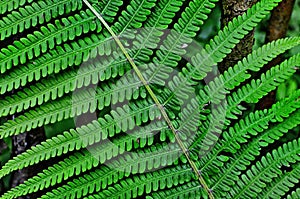 Mysterious leaves of a fern in the forest