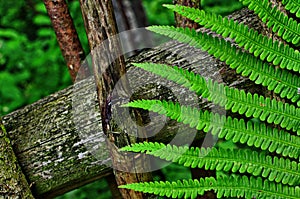 Mysterious leaves of a fern in the forest