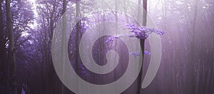 Mysterious light over tree in purple fog in the forest