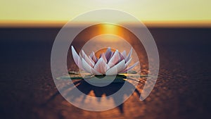 A mysterious lotus flower in the sunset