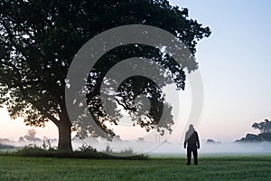 A mysterious man, back to camera. Standing in a field next to an Oak tree on a misty summer`s morning, just before sunrise