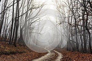 Mysterious misty autumn forest. A path in the forest. Fallen orange leaves