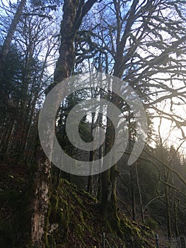 Mysterious mossy maple trees for flora at humid valley river