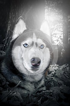 Mysterious mystical portrait of a dog with steel blue eyes in the night forest. White rays.