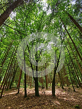 Mysterious nature tree circle