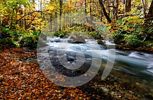 Mysterious Oirase River flowing through the autumn forest of beech trees in Towada Hachimantai National Park