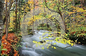 Mysterious Oirase Stream in the autumn forest