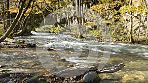 Mysterious Oirase Stream flowing through the autumn forest in To