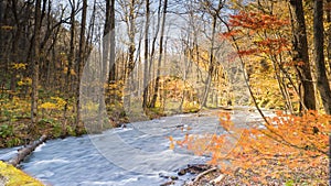 Mysterious Oirase Stream flowing through the autumn forest in To