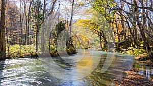 Mysterious Oirase Stream flowing through the autumn forest in To