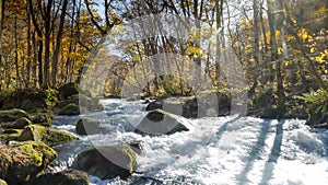 Mysterious Oirase Stream flowing through the autumn forest in To