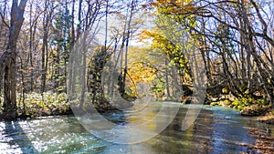 Mysterious Oirase Stream flowing through the autumn forest in To
