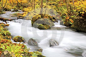 Mysterious Oirase Stream flowing through the autumn forest in Towada Hachimantai National Park in Aomori