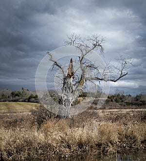 Mysterious Old Tree and Stormy Sky