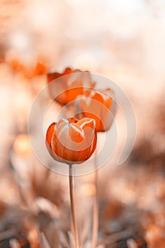 Mysterious orange tulips. Abstract spring background. Toned photo. Selective focus