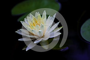 A mysterious of orange water lily in blossom