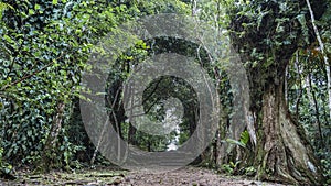 A mysterious path runs through the jungle.