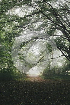 Mysterious path trough the fog in forest